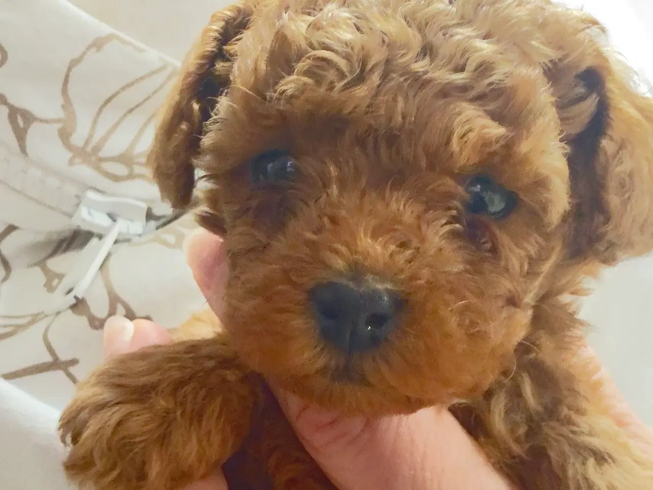 Billede 1 - Teacup/Toy puddelhan