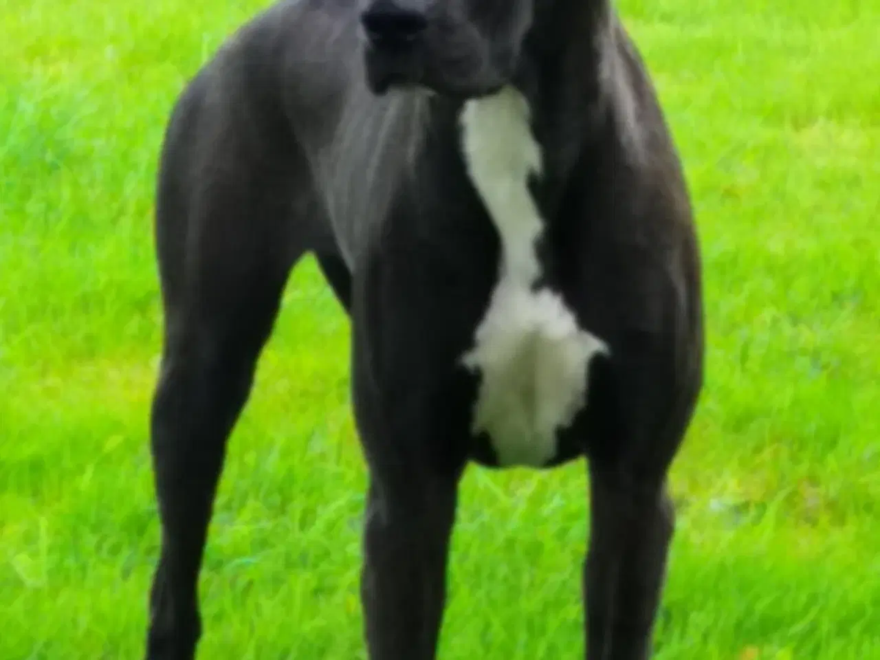 Billede 1 - 2 årig Hund søger nyt hjem 