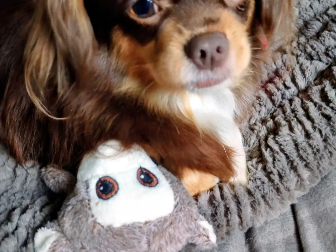 Billede 17 - Dejlige små race blandings hvalpe