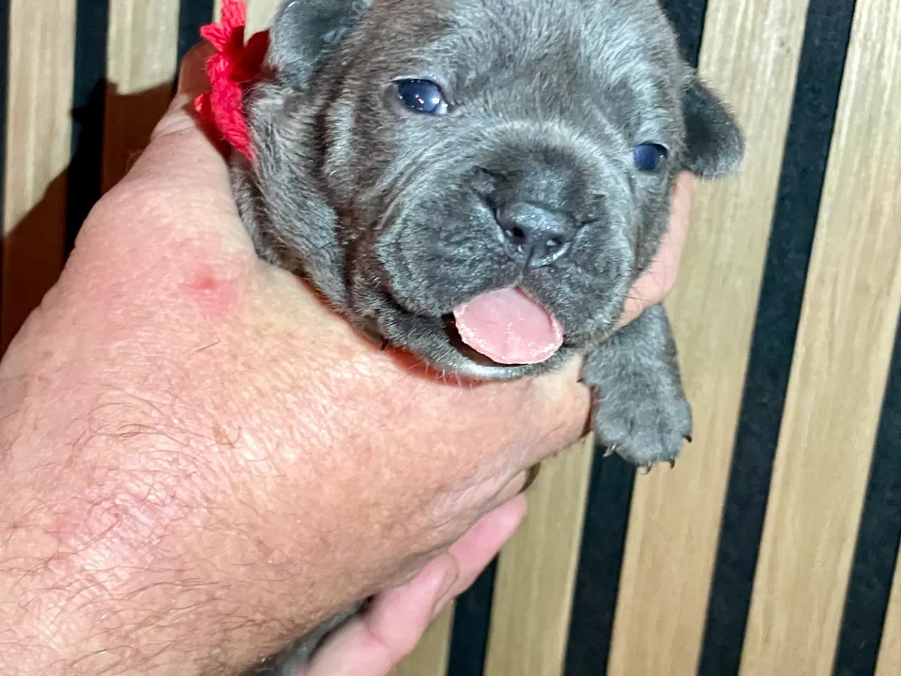 Billede 4 - New english bulldog/ Fluffy Frenchie hvalpe