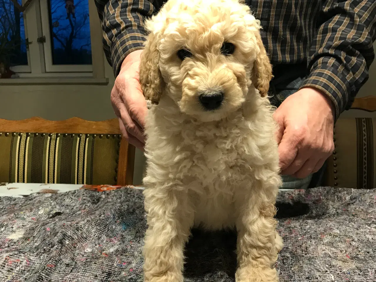 Billede 2 - Labradoodle hvalpe 2 generation  fælder ikke 