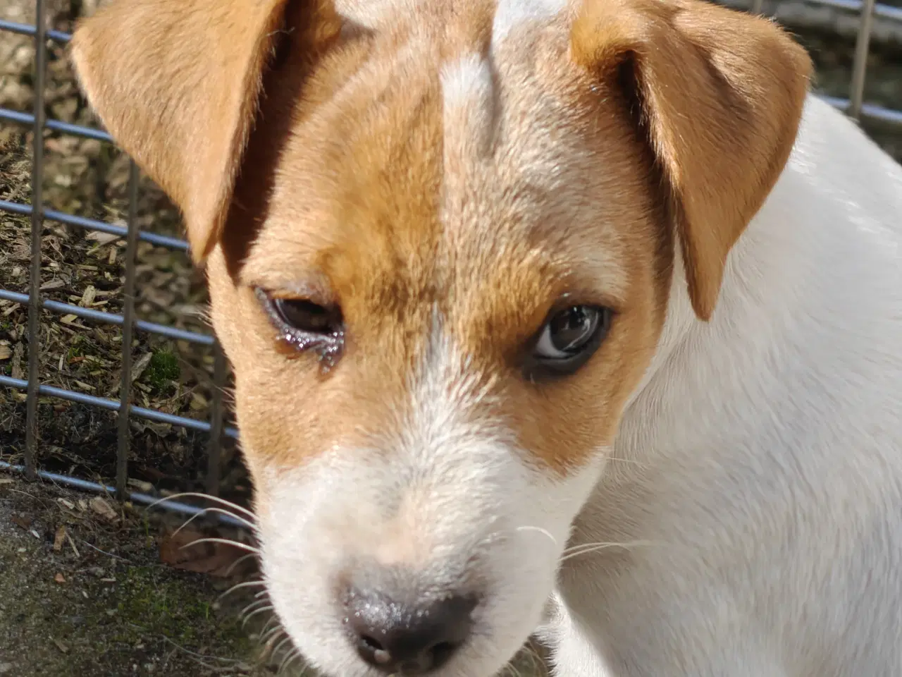 Billede 13 - Lækker Jack Russell Terrier hvalpe