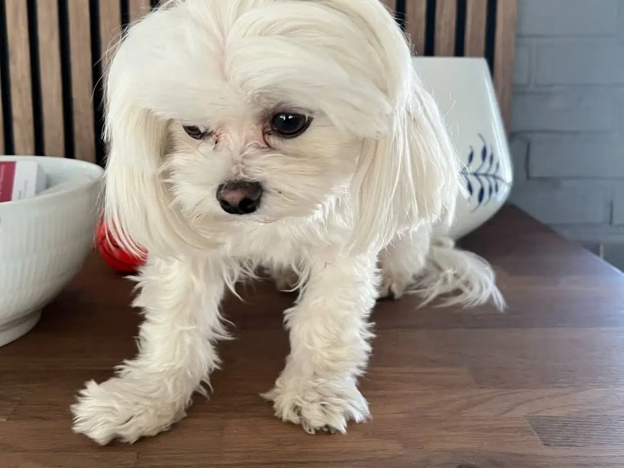 Billede 12 - Malteser 8 uger