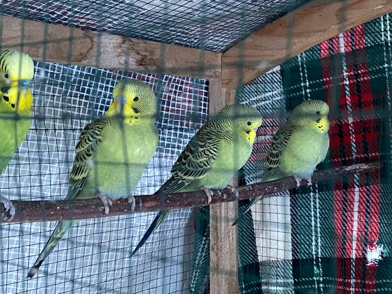 Billede 2 - Undulat unger