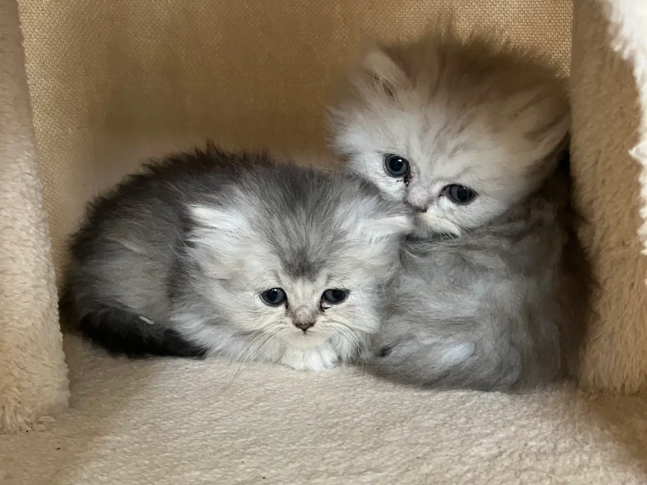 Billede 1 - Perser / British Shorthair