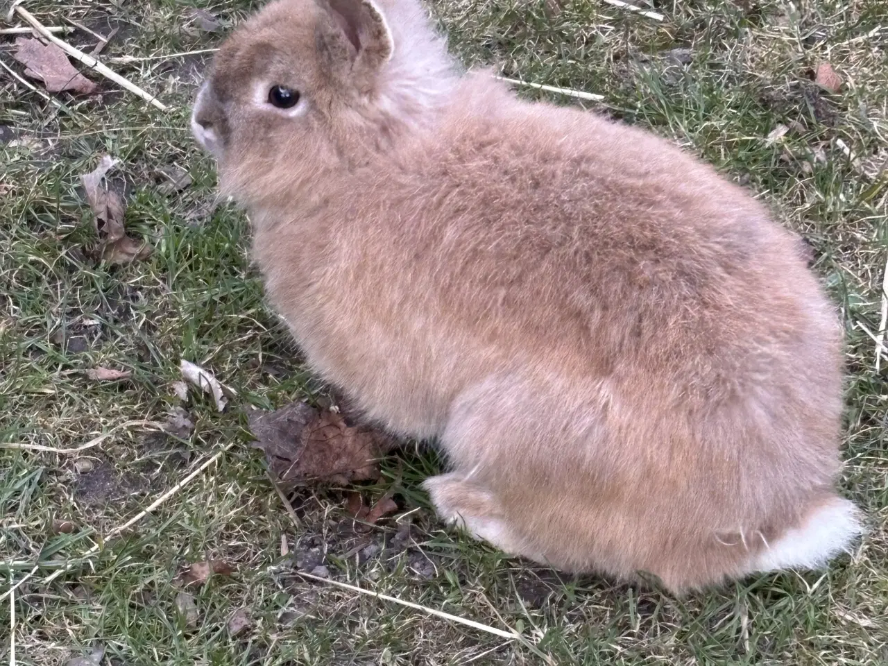 Billede 7 - Kaniner sælges