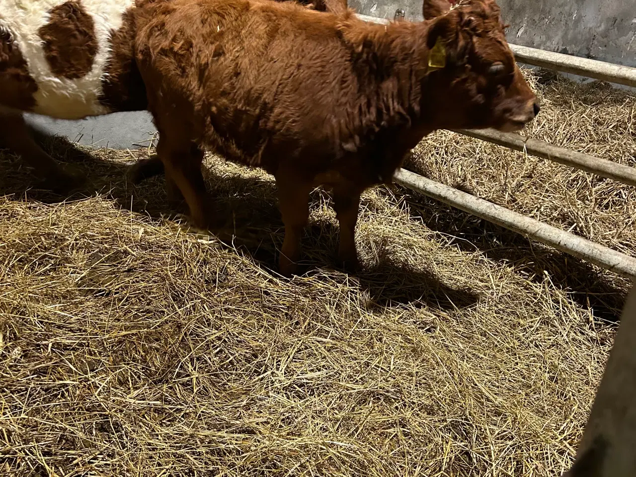 Billede 2 - Dexter kvie