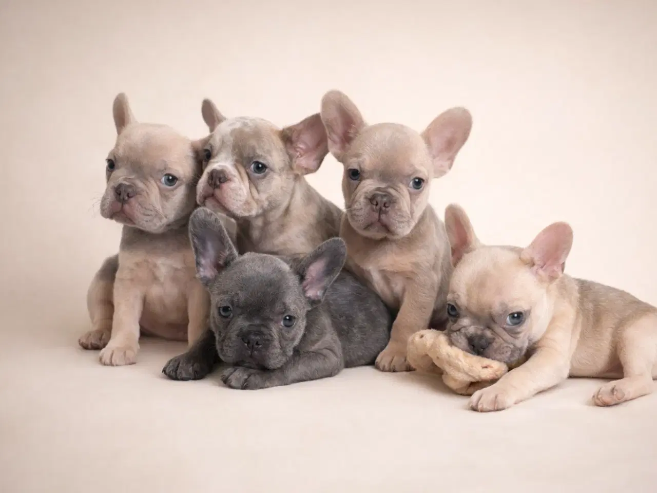 Billede 3 - Fransk bulldog hvalpe 