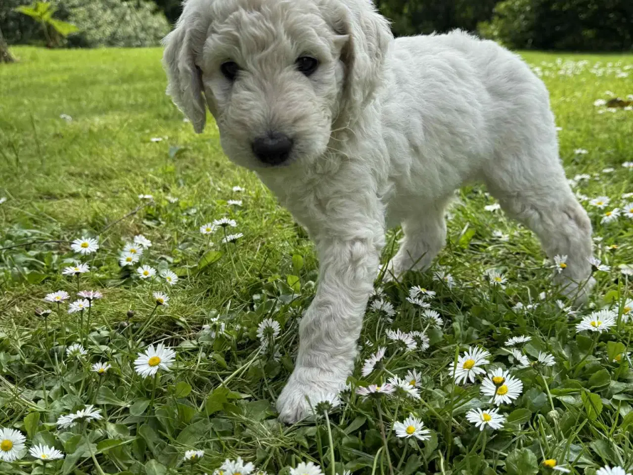 Billede 13 -  Goldendoodle 2. generation 