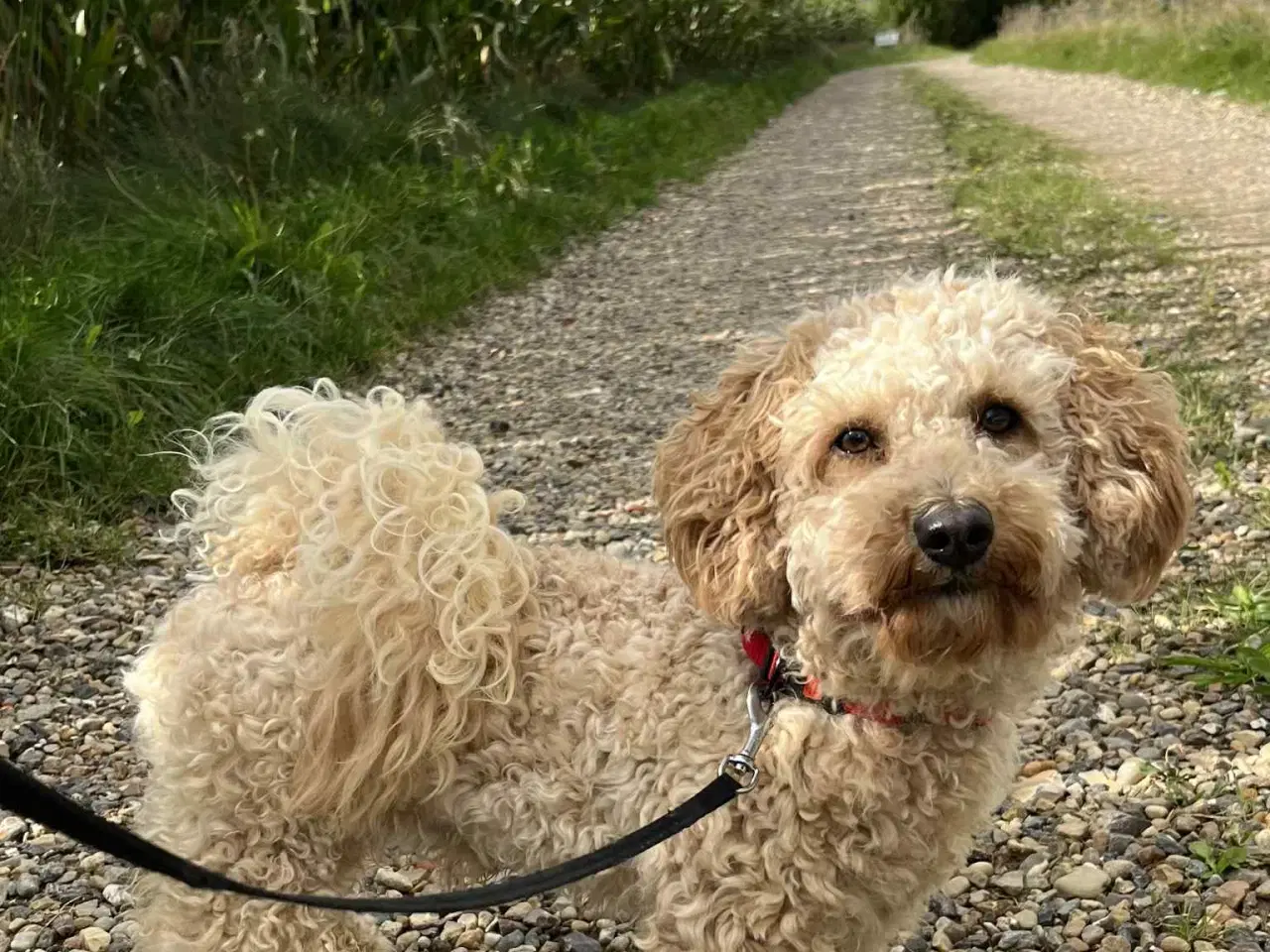 Billede 5 - skøn Maltipoo Max