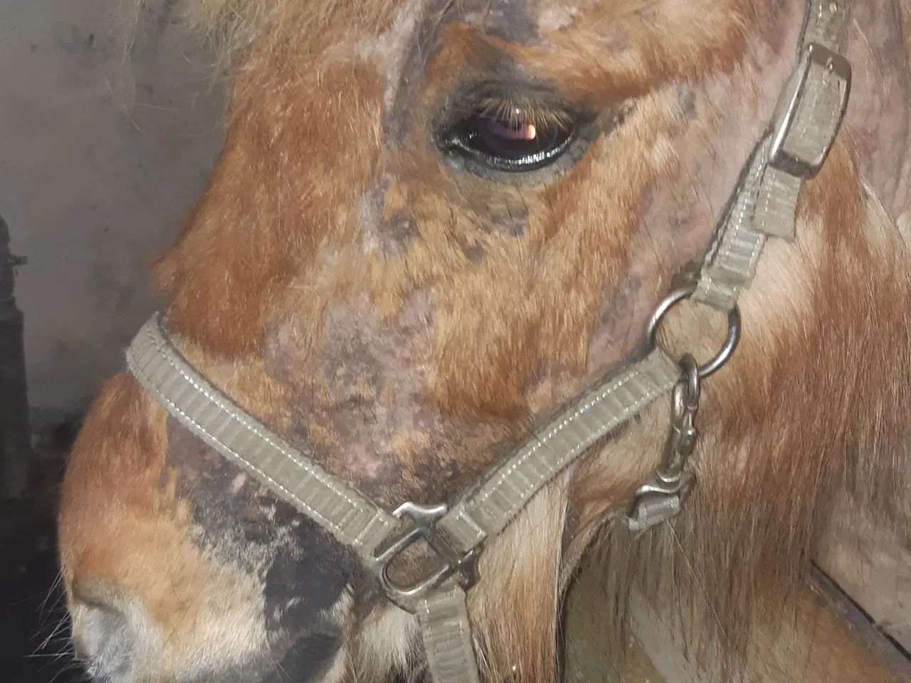 Billede 4 - Pony søger et andet hjem