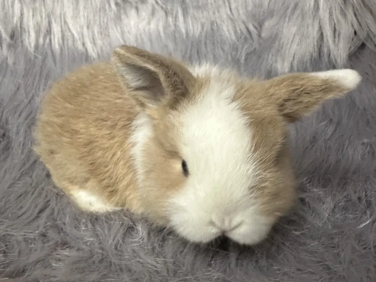 Billede 4 - Ægte minilop kanin unge 