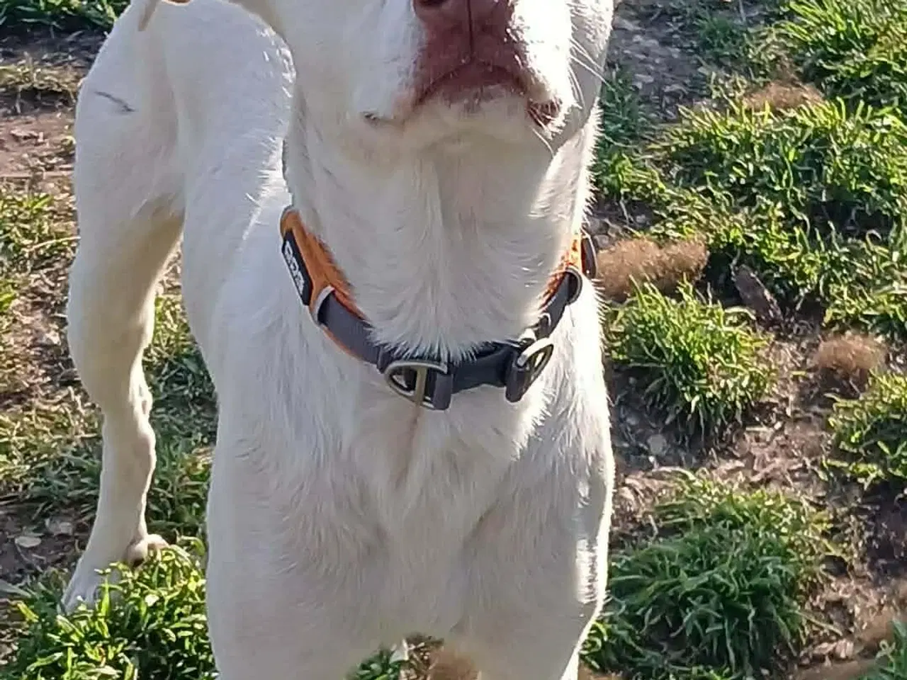 Billede 2 - Smukkeste Snoopy søger sit helt eget hjem