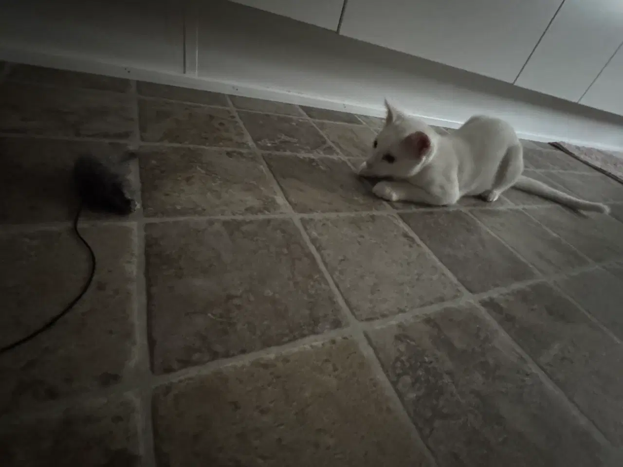 Billede 7 - Søge nyt og trygge hjem