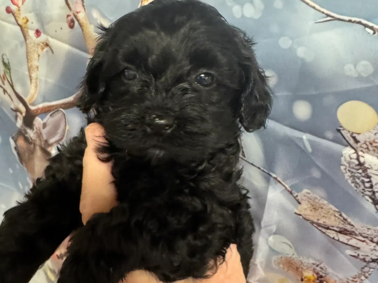 Billede 9 - Cavapoo miniature klar i det Nye år 