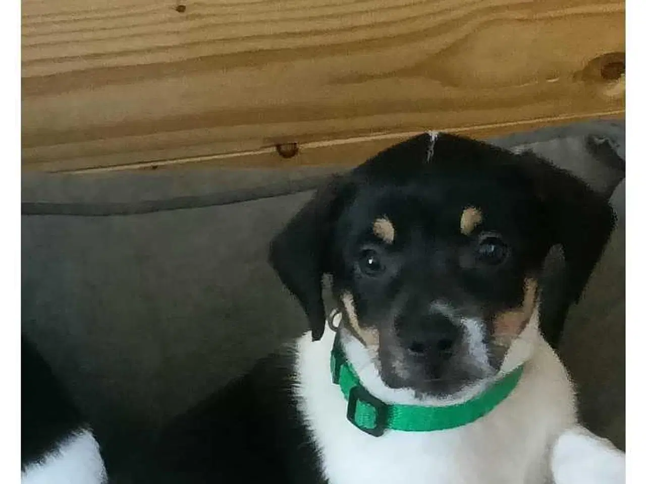 Billede 4 - Dansk svensk gårdhunde 