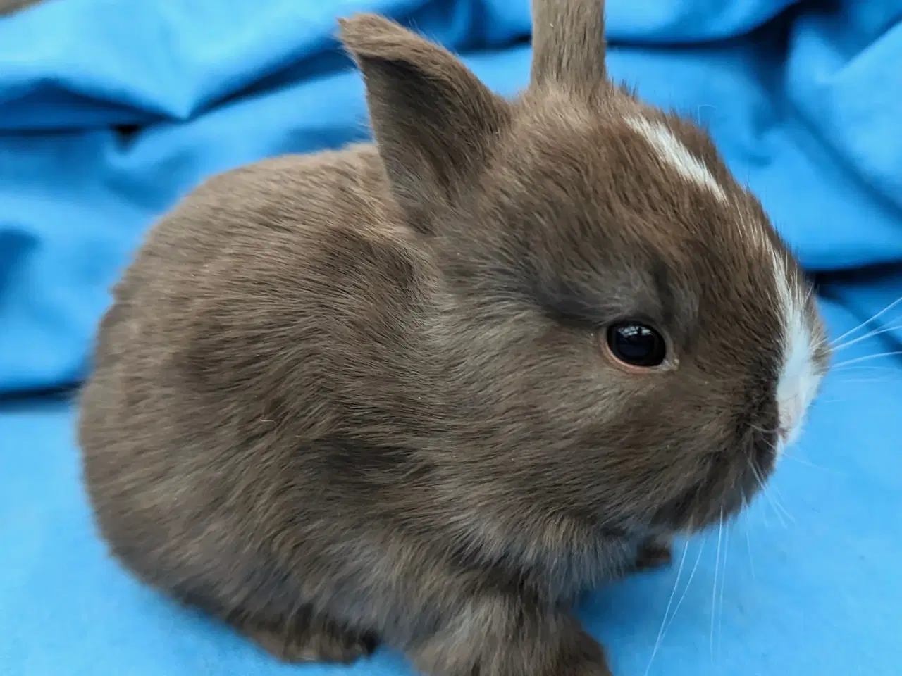 Billede 2 - Hermelin/minilop kaninunge sælges 