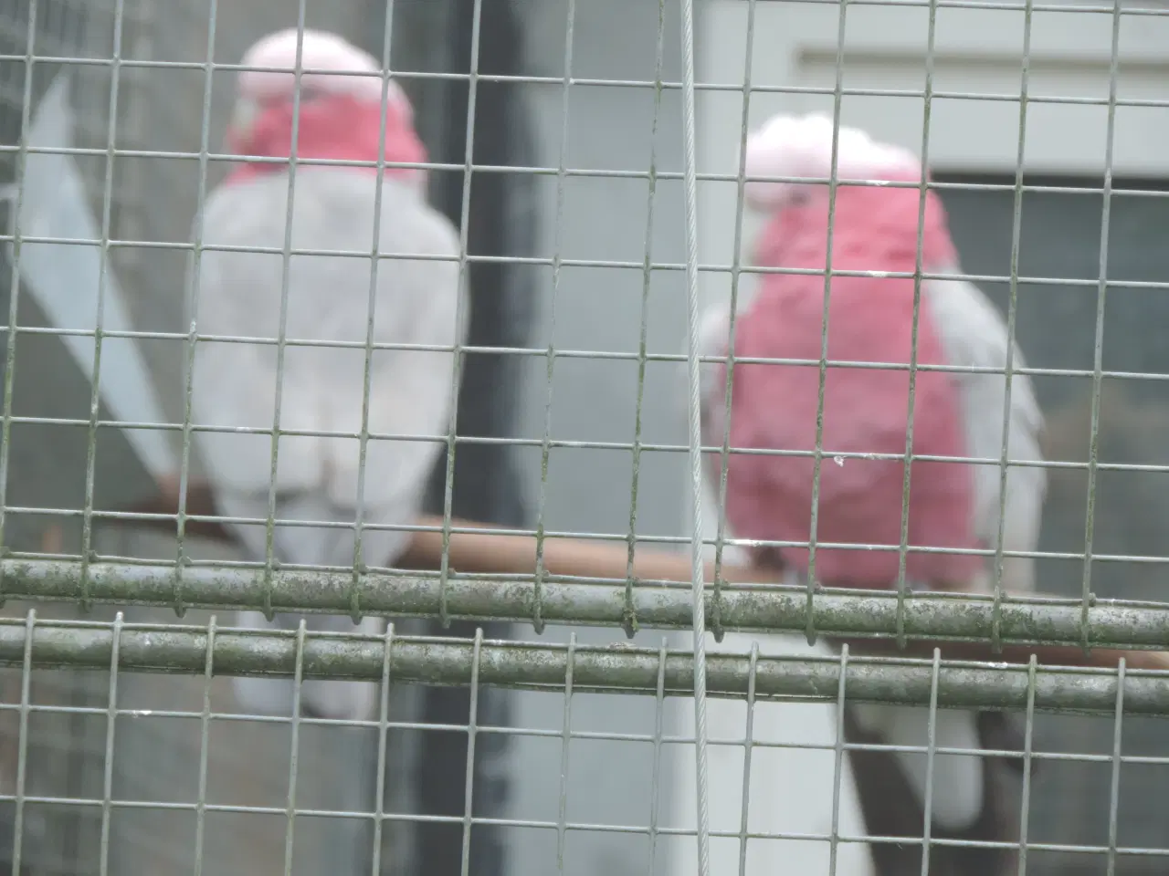 Billede 1 - Ophør med fugle - billig