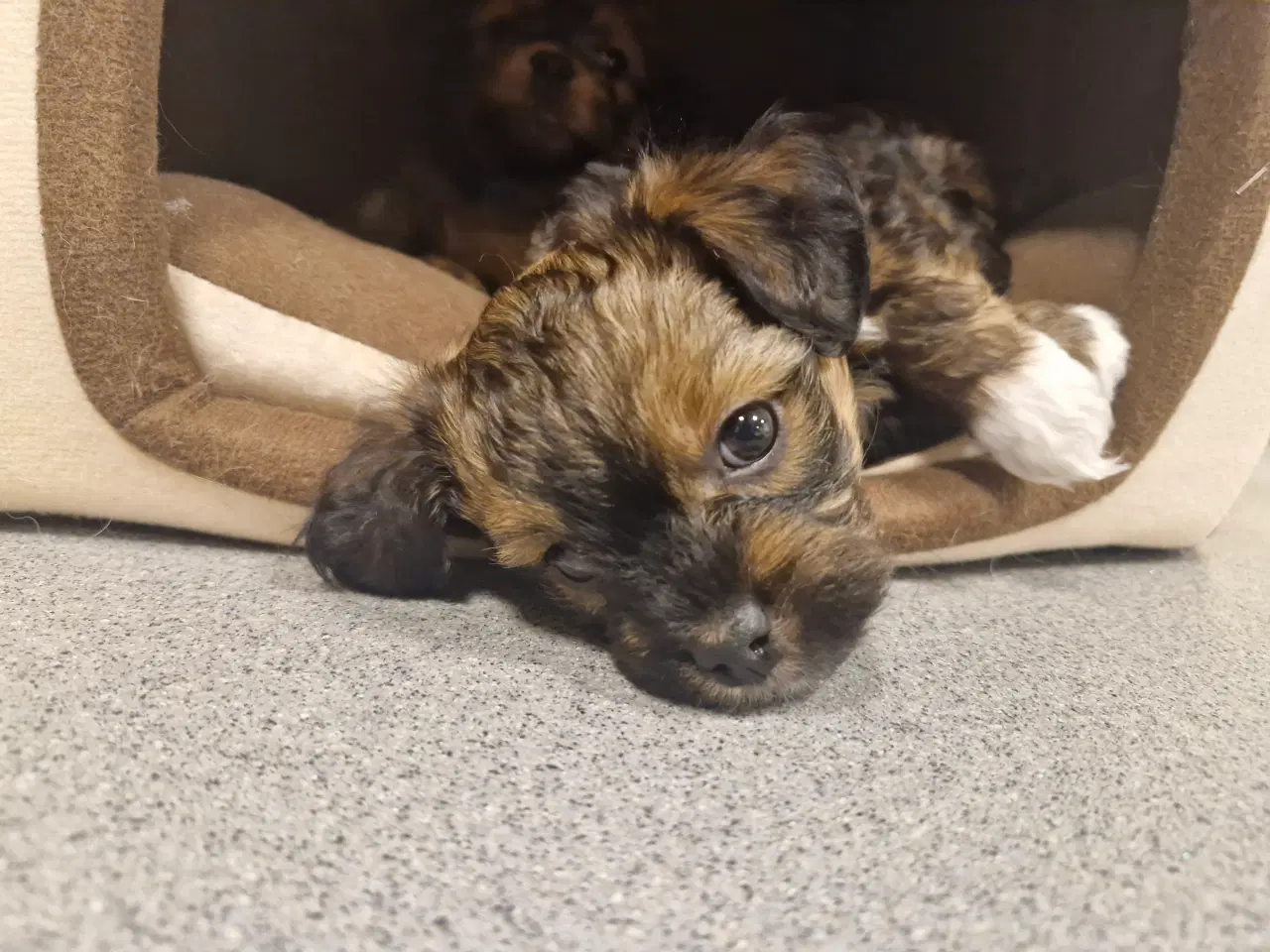 Billede 2 - Bichon havanais blandingshvalpe