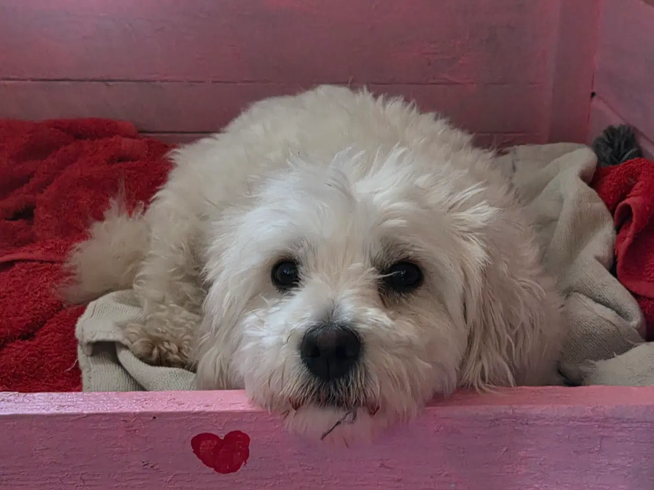 Billede 7 - Coton de tulear, salgsklar ca 1. Juni