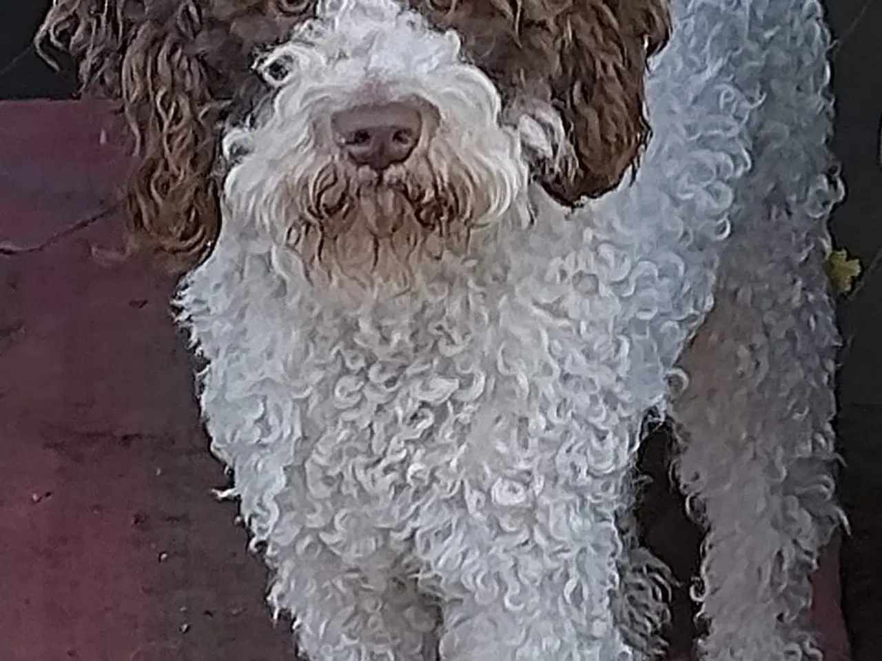 Billede 2 - Aussie/lagotto..lækre krøller 