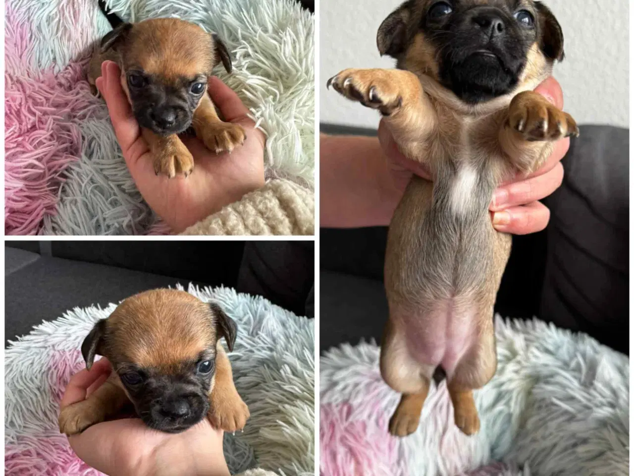 Billede 1 - Hunde hvalpe Chihuahua/pomchi