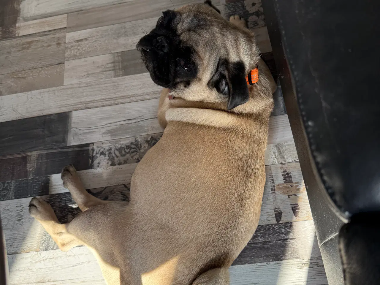 Billede 2 - Mops hvalpe
