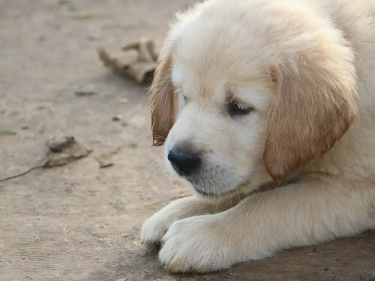 Billede 1 - Verdens smukkeste Golden Retriever er nu til salg!