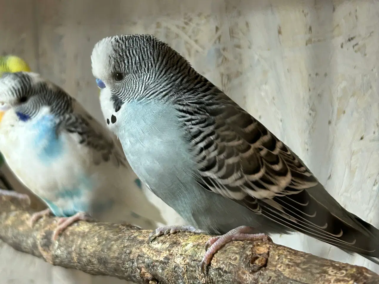 Billede 1 - Undulater