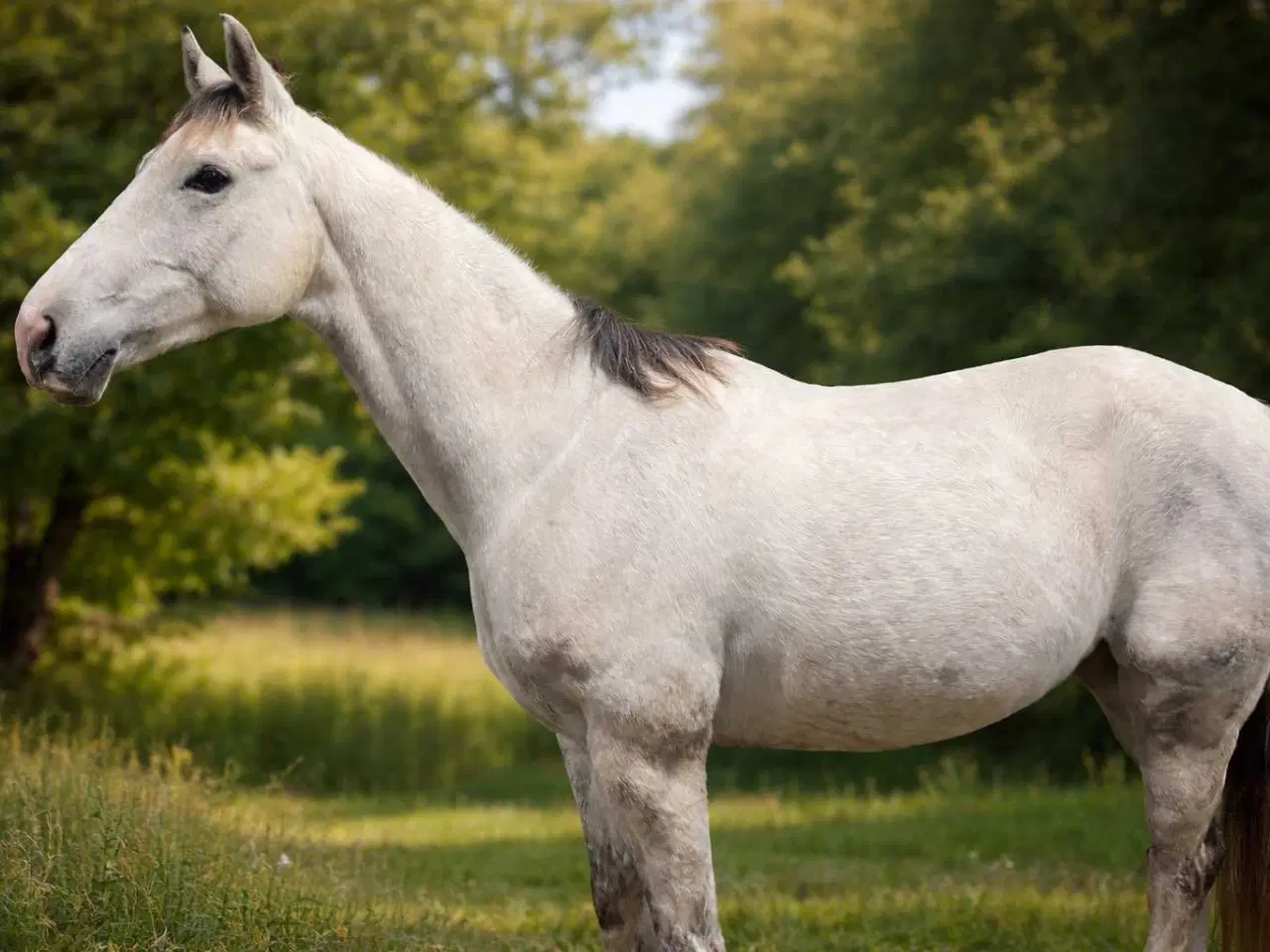 Billede 2 - Potentiale Hesten