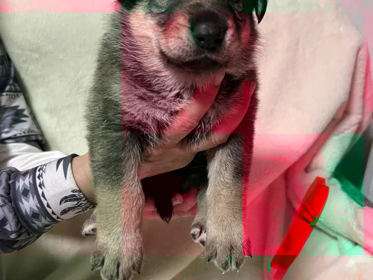 Billede 6 - Blandings Hvalpe 