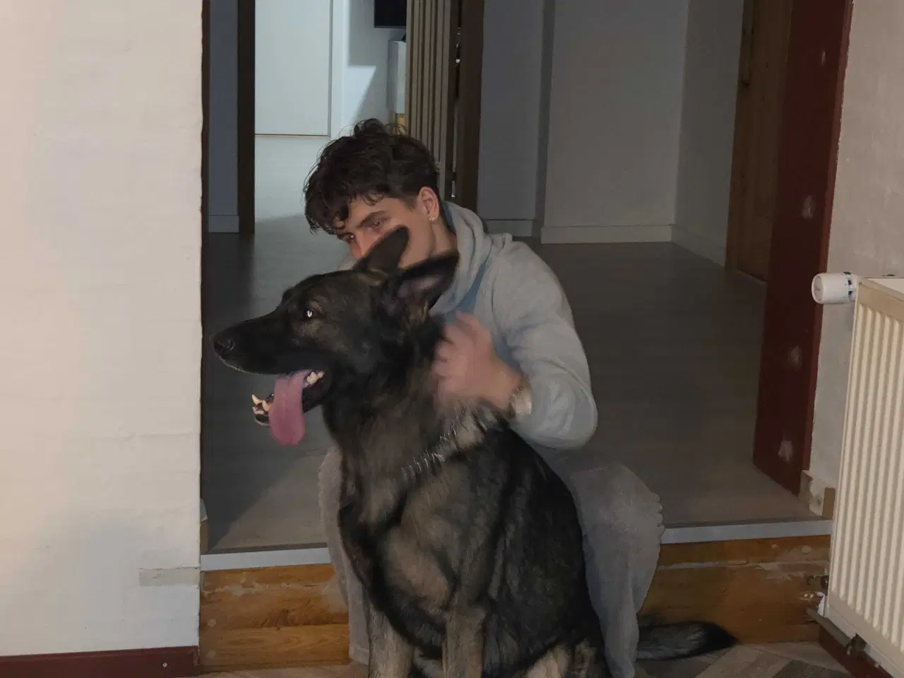 Billede 3 - Grå schæfer han hund