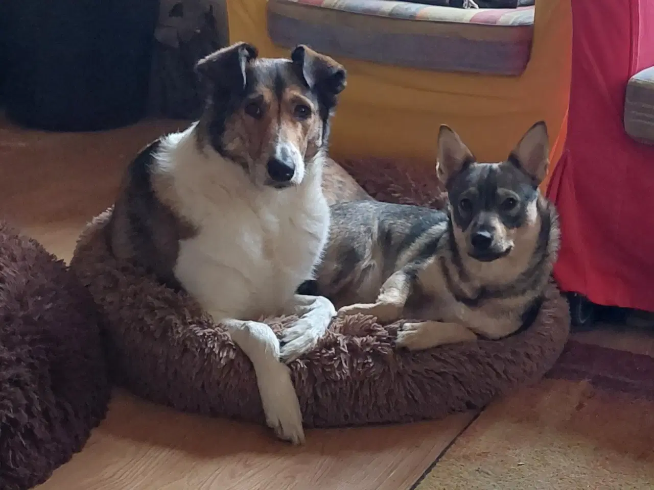 Billede 4 - Blandingshund på 4 1/2 år søger nyt hjem. 