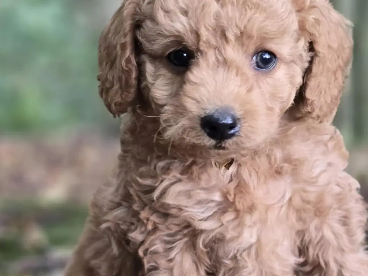 Billede 15 - Labradoodle F1B hvalpe