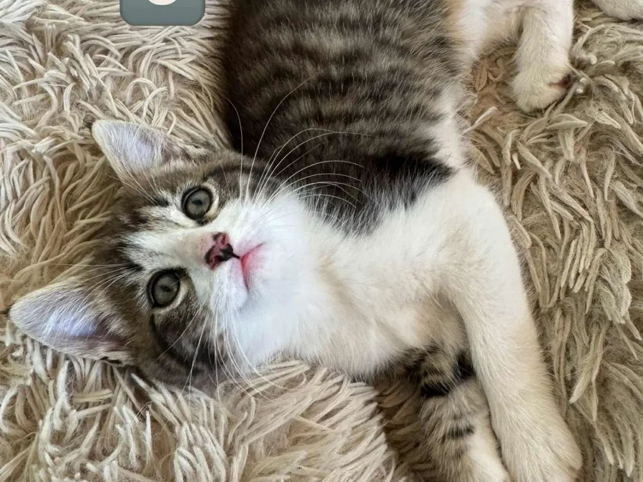Billede 3 - Maine coon 