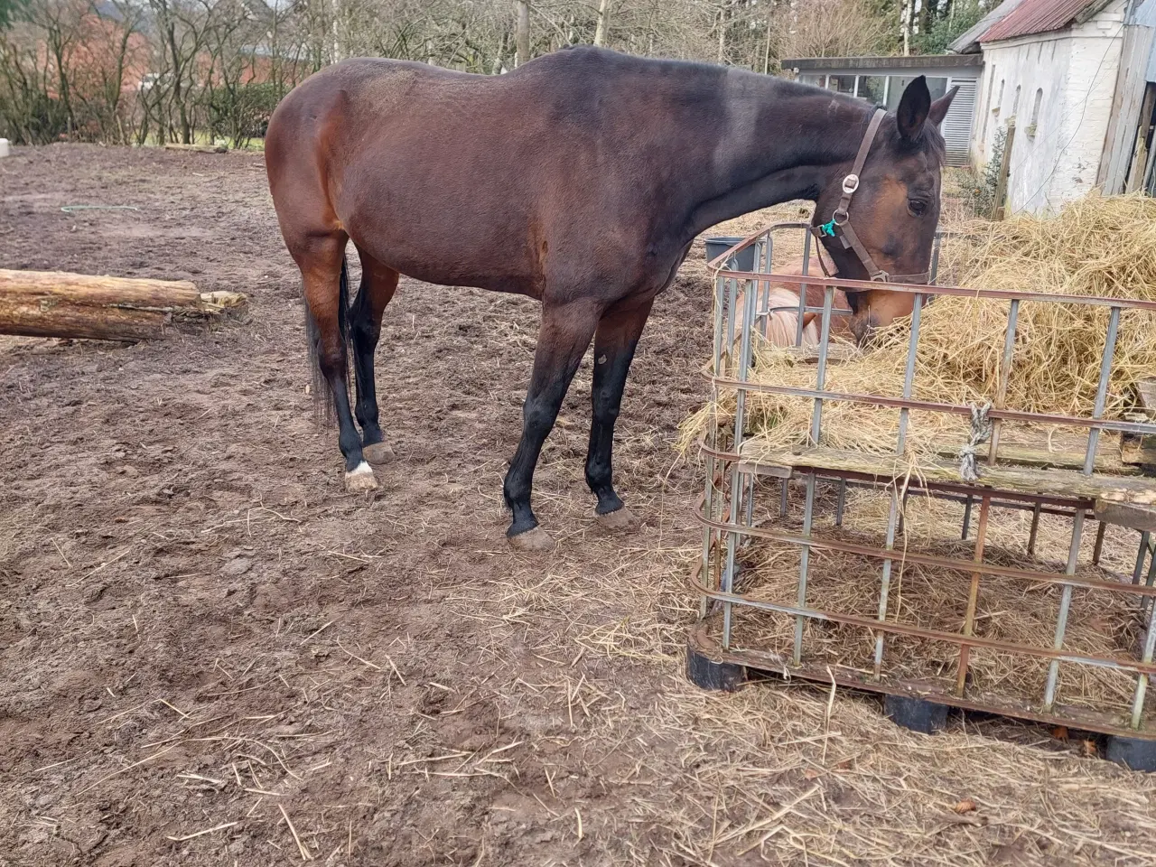 Billede 7 - Trav hoppe  sælges