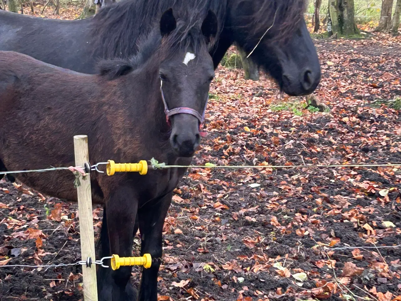 Billede 1 - Skønt Fell pony hingsteføl