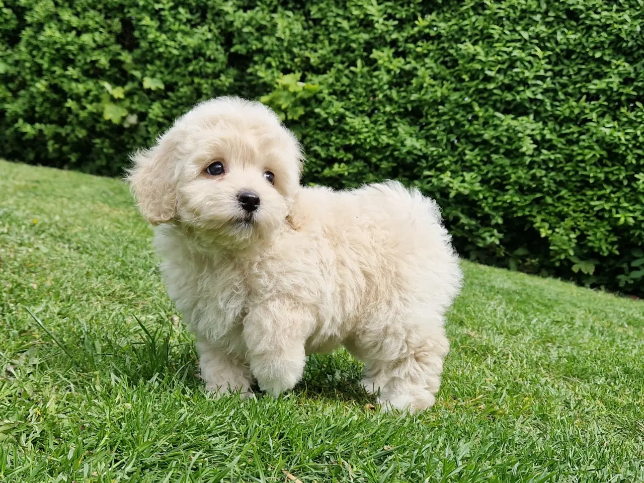 Billede 5 - Havapoo Bamser Puddel & Bichon Havanais