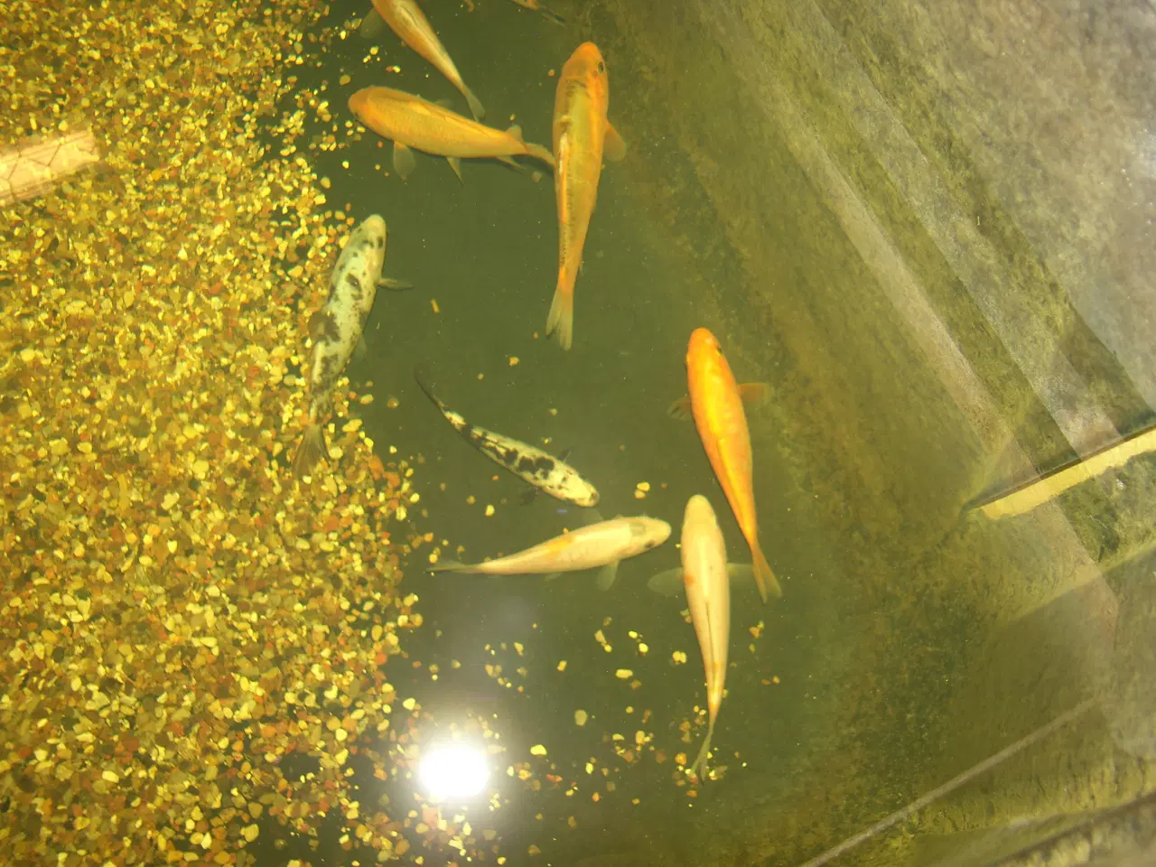 Billede 4 - Koi karper