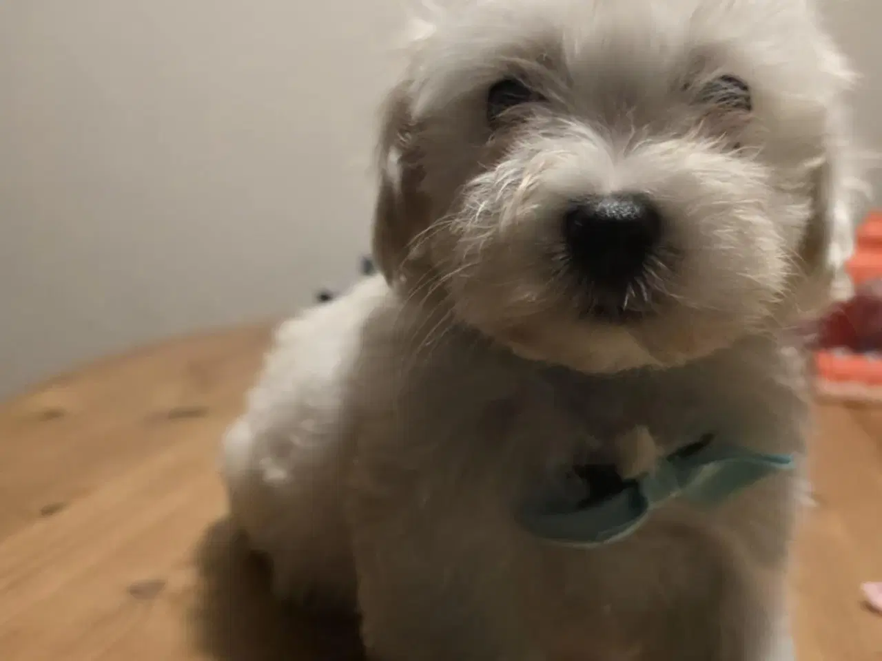 Billede 2 - Bichon-hvalpe søger nye hjem .