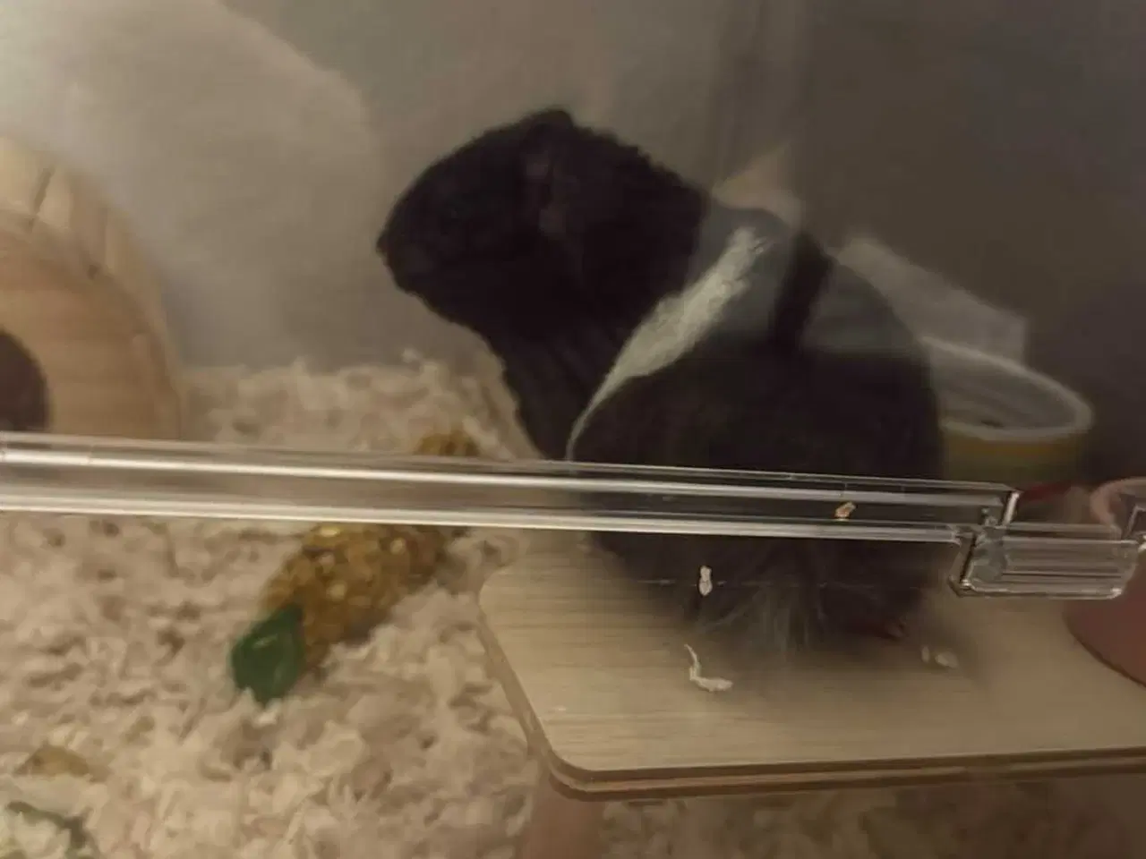 Billede 2 - Sød guldhamster pige