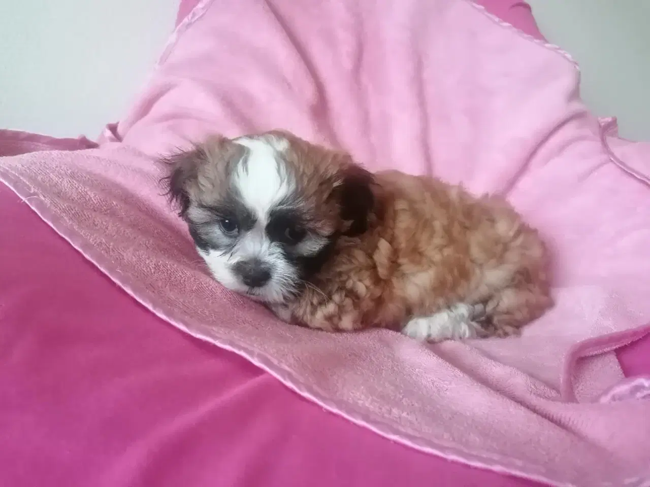 Billede 6 - Bichon Havanais ( Havaneser ) / Shih Tzu