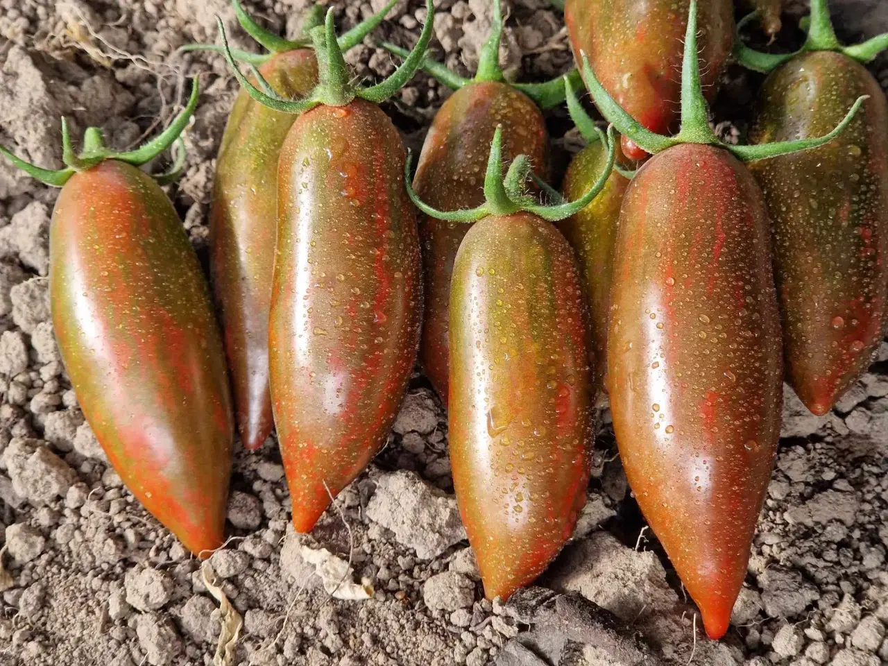 Billede 19 - Tomatfrø - 300 sorter!!!