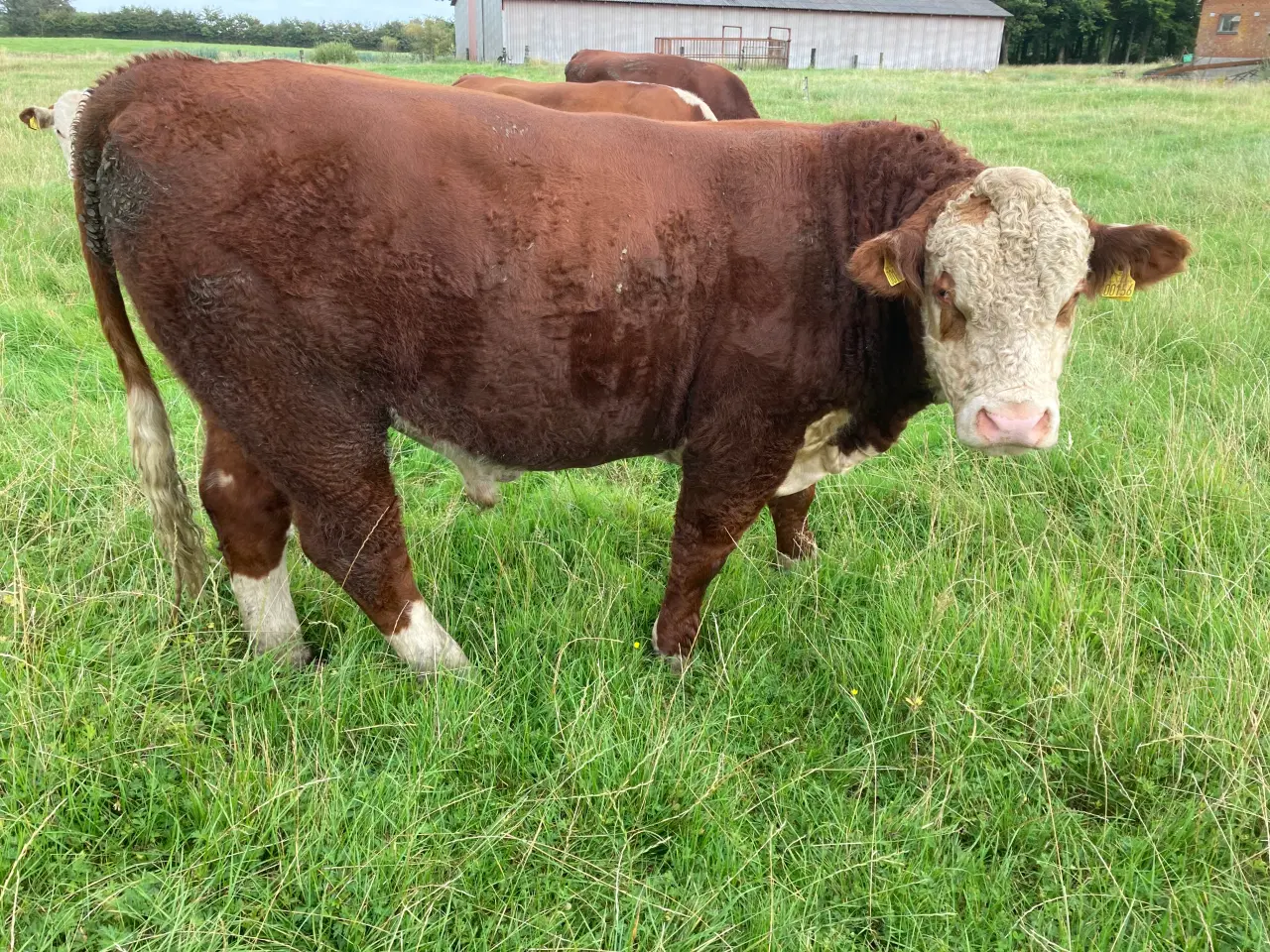 Billede 1 - Herefordtyr