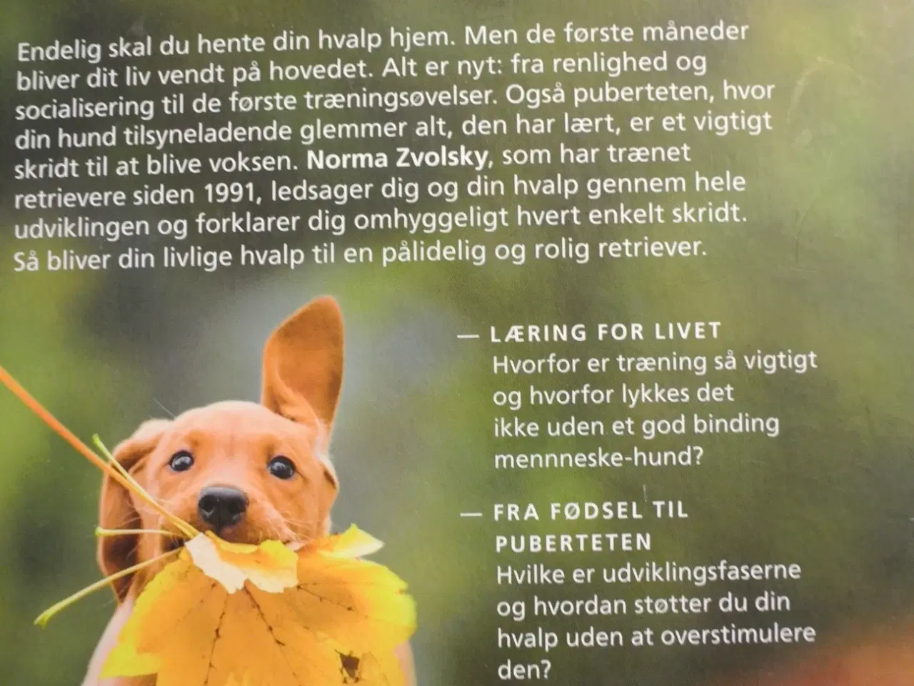 Billede 4 - retriever hvalpetræning af norma zvolsky
