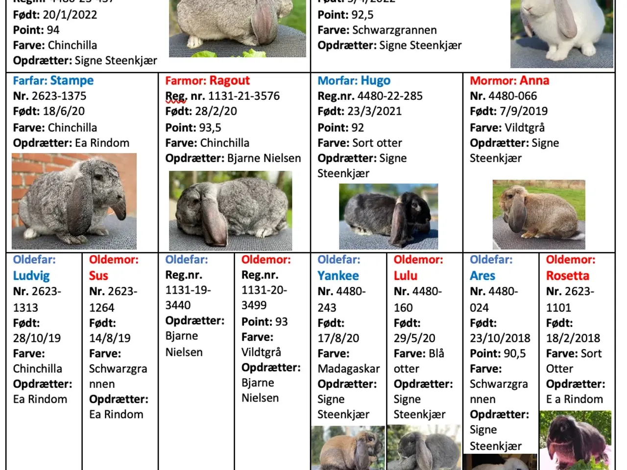 Billede 3 - FRANSK VÆDDER HAN SCHWARZGRANNEN