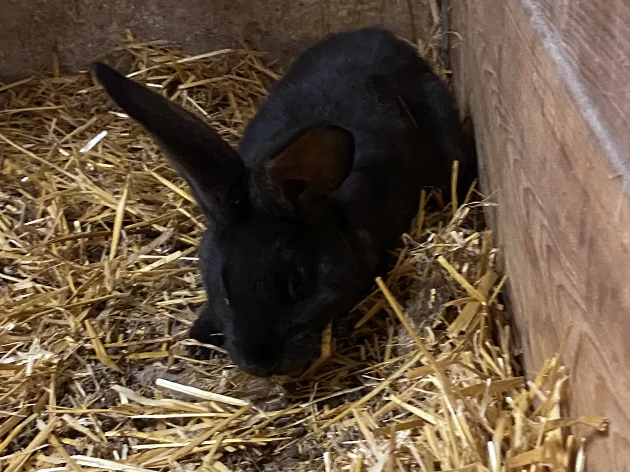 Billede 5 - Belgisk kæmpe - renracet