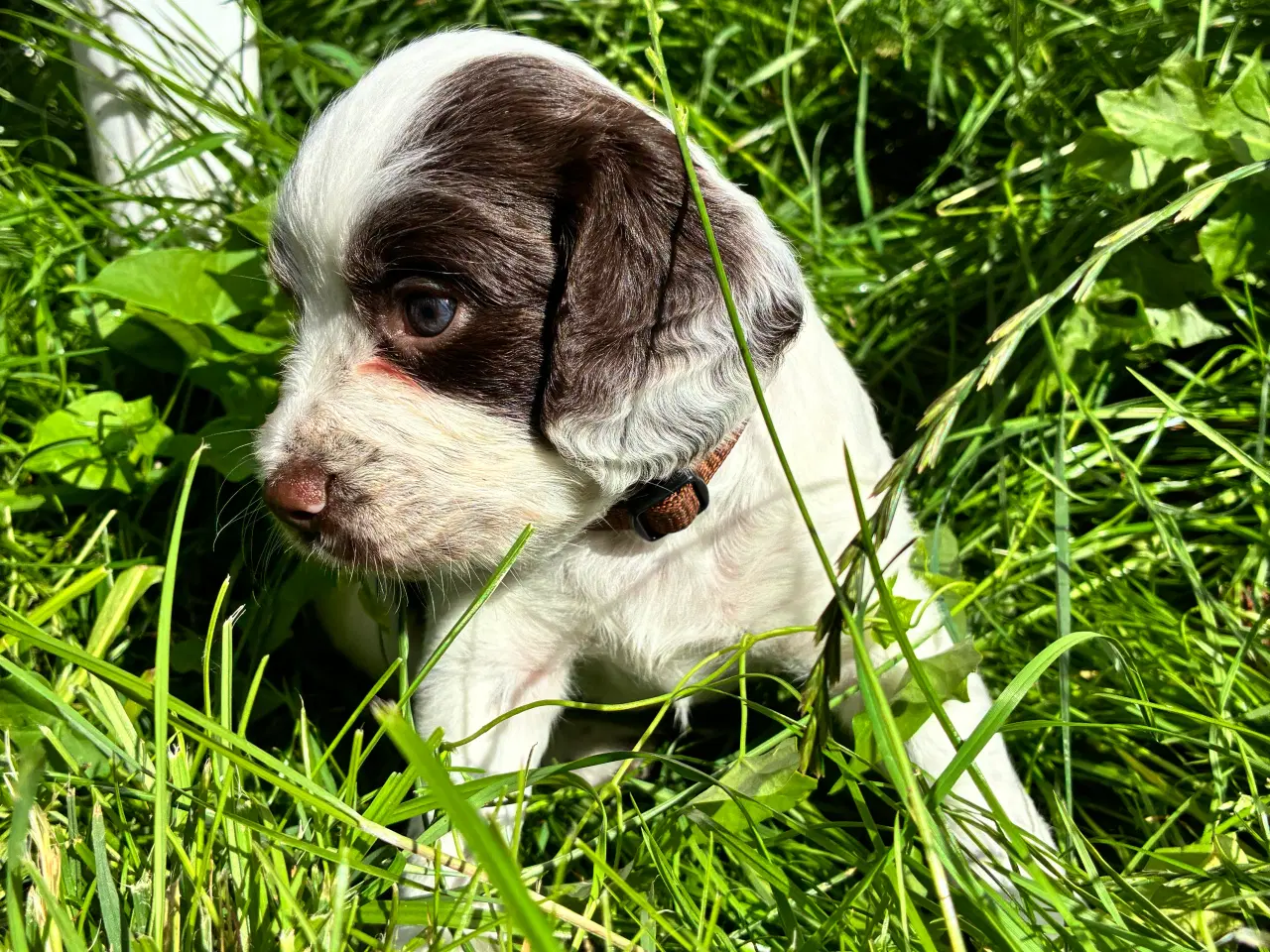 Billede 3 - F.t springer/F.t cockerspaniel 