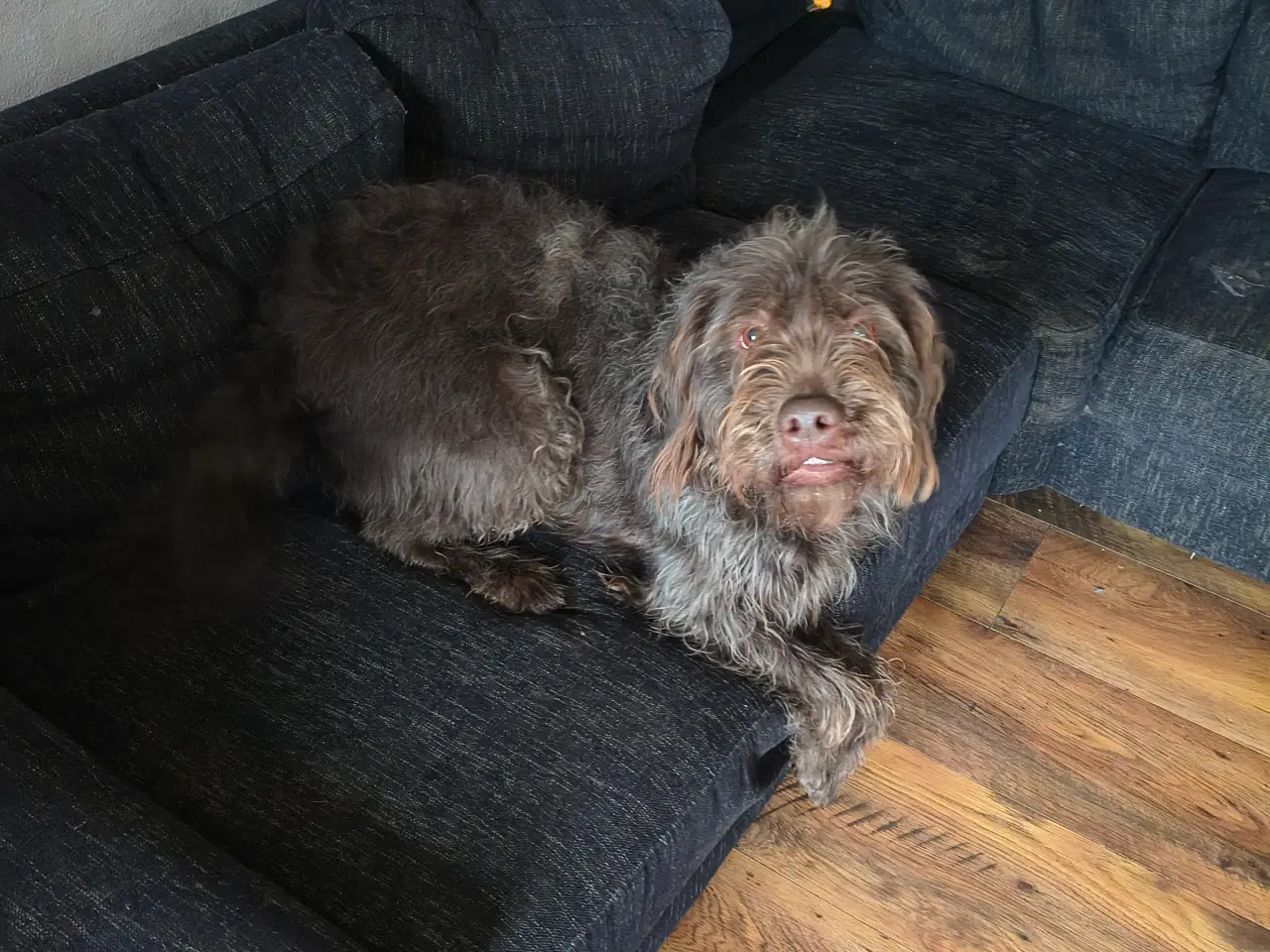 Billede 2 - Brun Labrador/Tysk ruhåret Hønsehund (Rulabber)