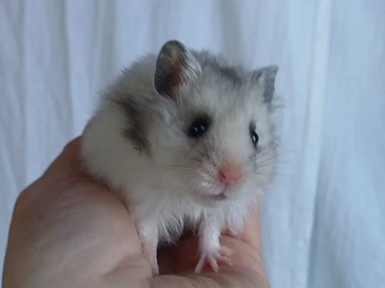 Billede 11 - Guldhamster unger